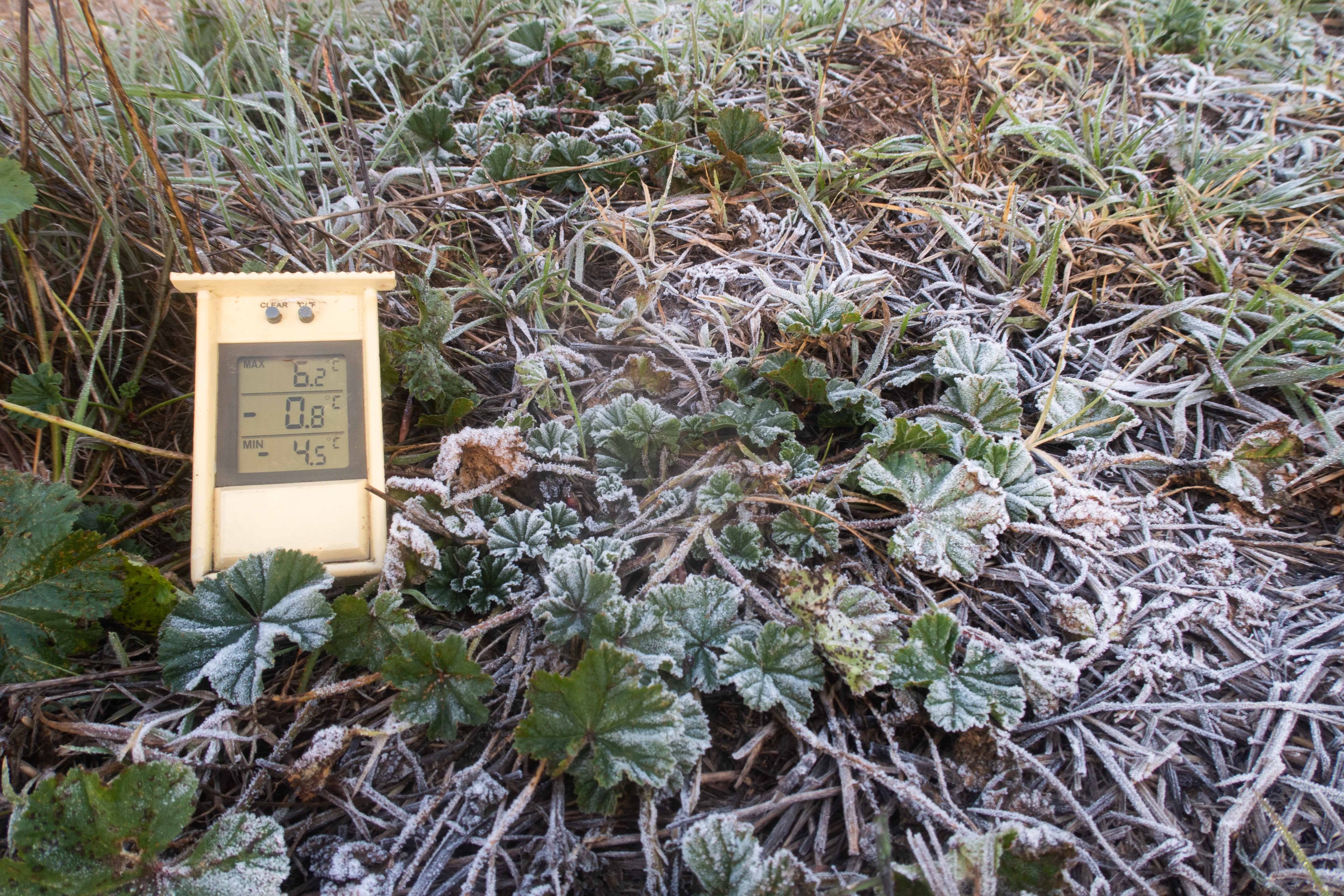 Escarchada en Tarroja de Segarra con una mínima de 4,5ºC Foto @jordiprat2 Escarchada en Tarroja de Segarra con una mínima de 4,5ºC Foto @jordiprat2