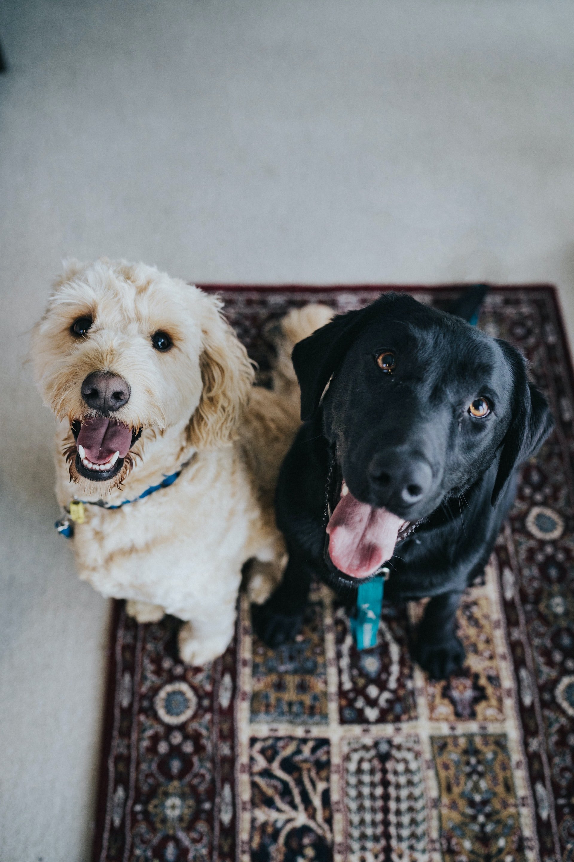 Fins a 7 avantatges de conviure amb una mascota a casa