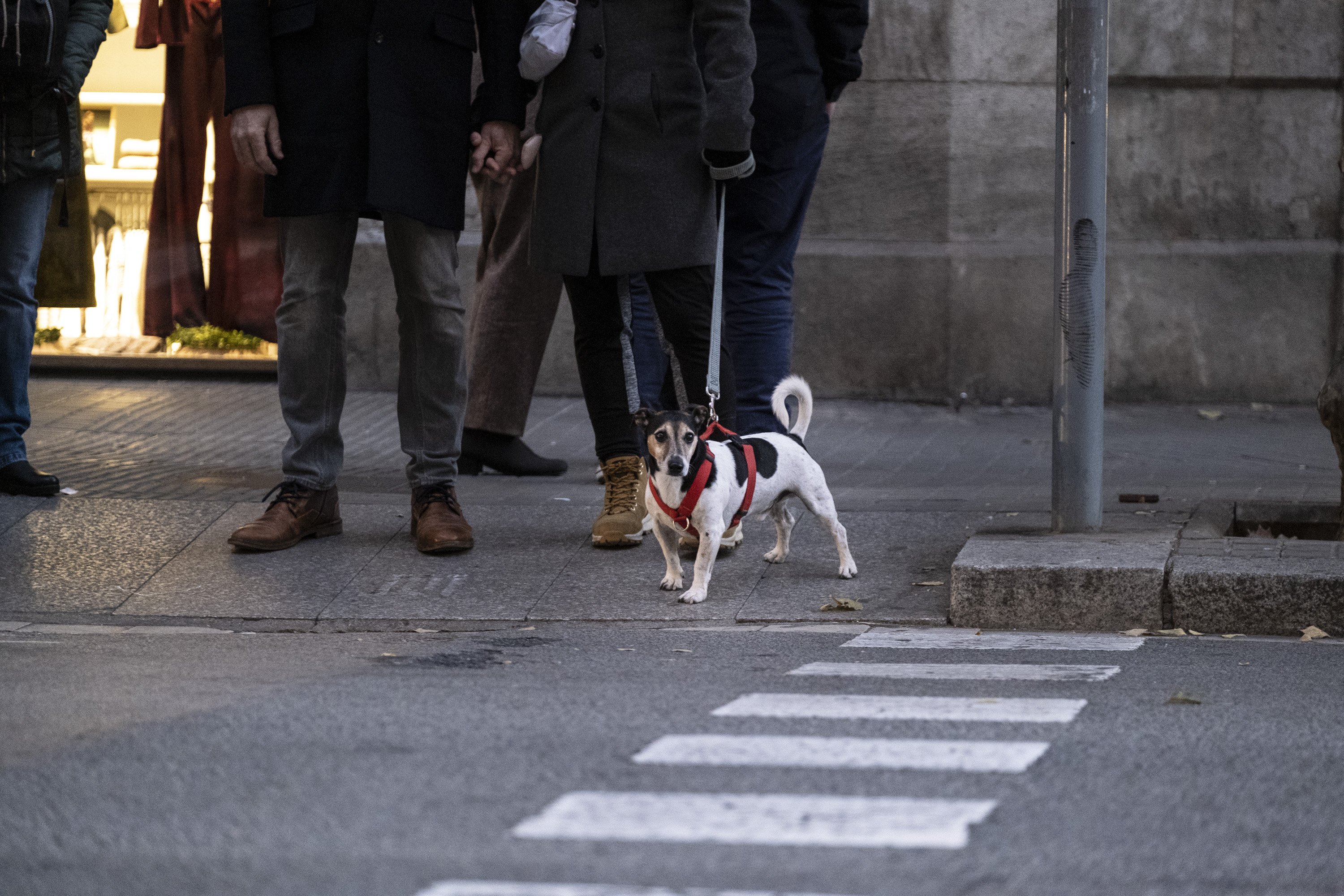 Estas son las 103 zonas donde se podrán llevar los perros desatados en Barcelona | MAPA
