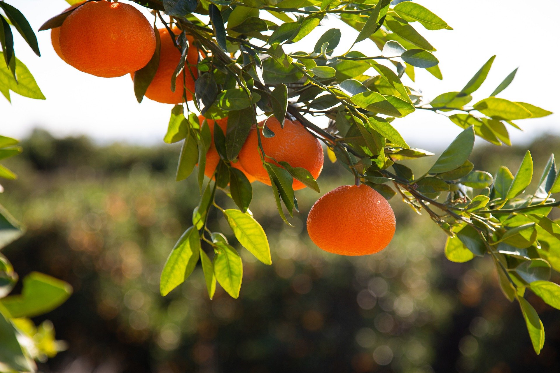 Mandarina / Foto: Pixabay