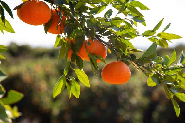 Mandarina / Foto: Pixabay