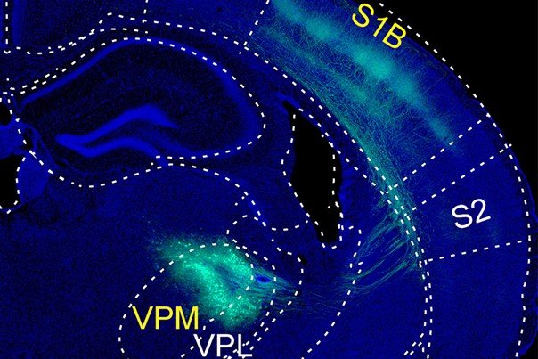 Imatge extreta de l’article de Lu et al. Sci. Adv