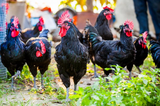 Feria del Gallo Vilafranca Penedes 2022 Ayuntamiento Penedes Feria del Gallo Vilafranca Penedes 2022 Ayuntamiento Penedes
