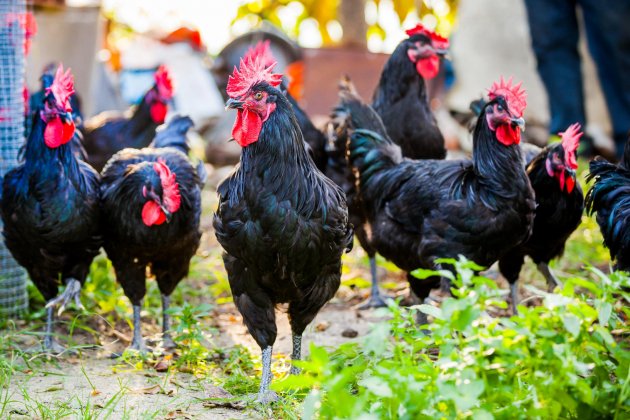 Feria del Gallo Vilafranca Penedes 2022 Ayuntamiento Penedes