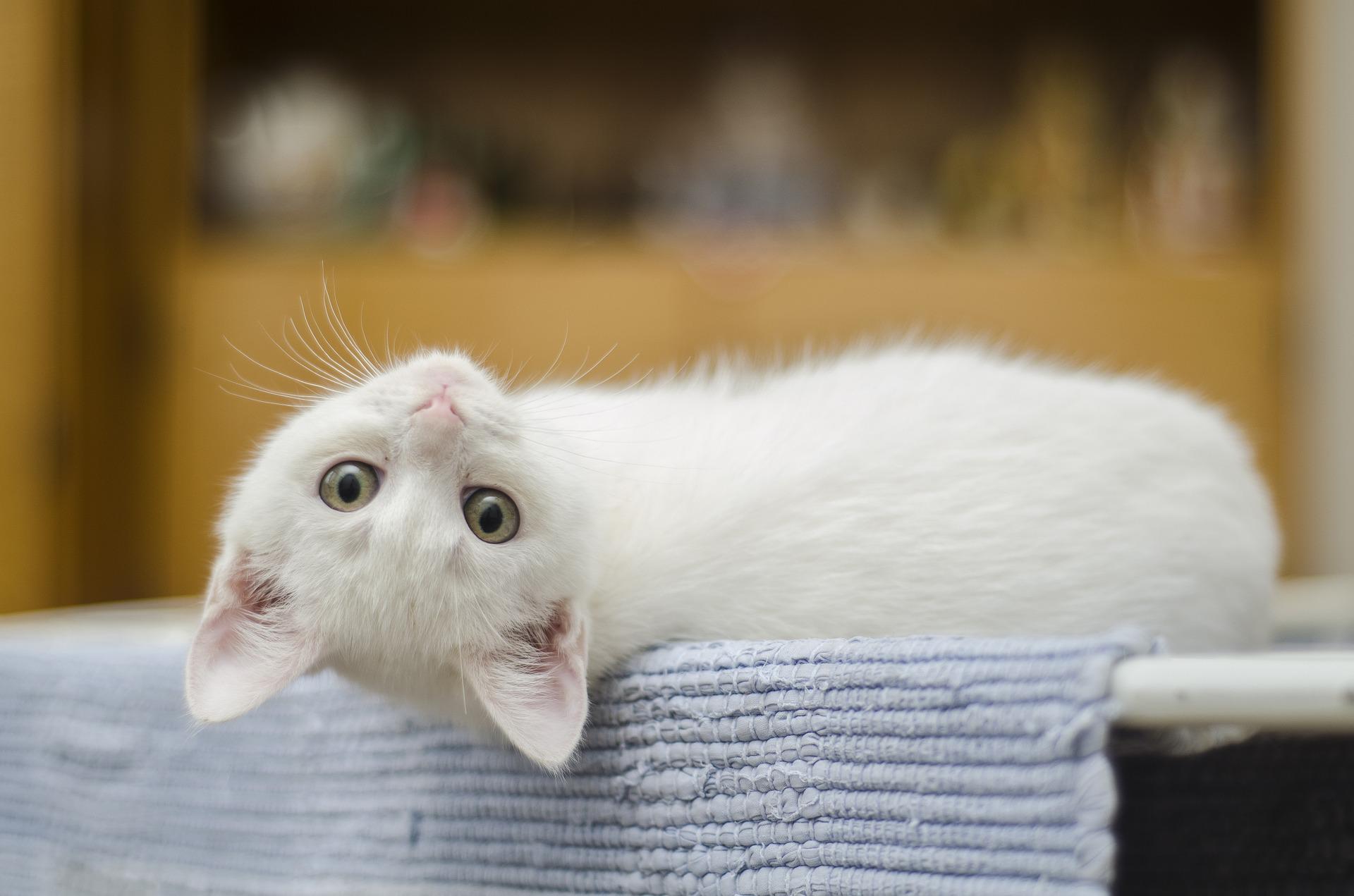 Los gatos también nos quieren, pero a su manera