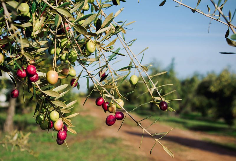 Mala cosecha: los precios del aceite de oliva van a subir todavía más