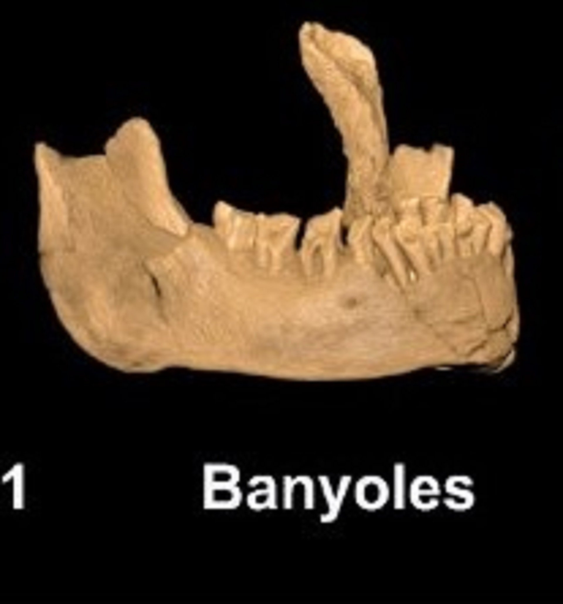 La mandíbula de Banyoles perteneció al primer Homo Sapiens de Europa