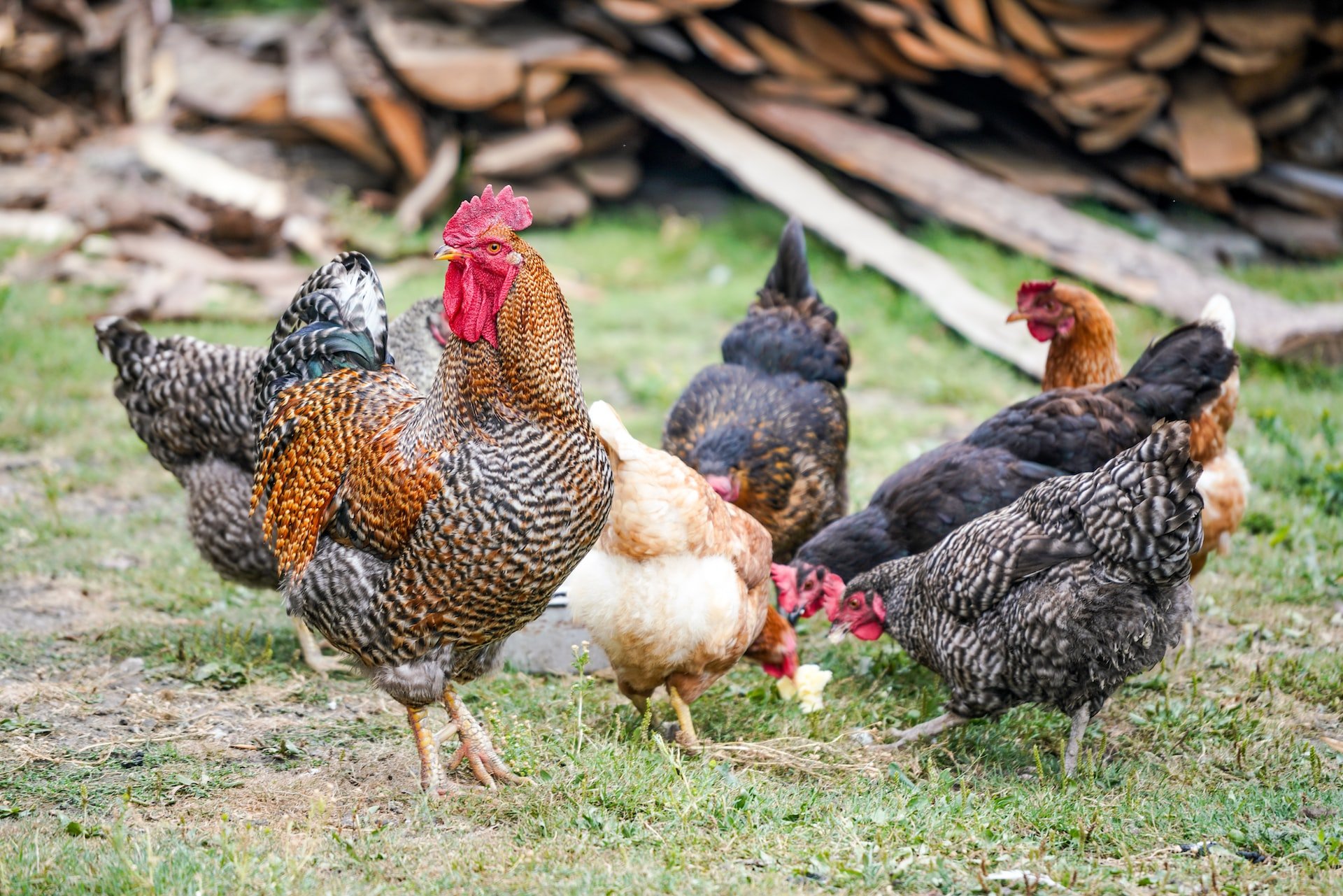 ¿Por qué se llama pollo de 'pota blava'?