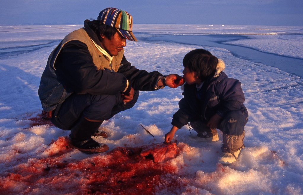 Un inuit adulto alimenta con vísceras crudas de ballena, ricas en vitamina C, a su niño / Foto: Oceans North