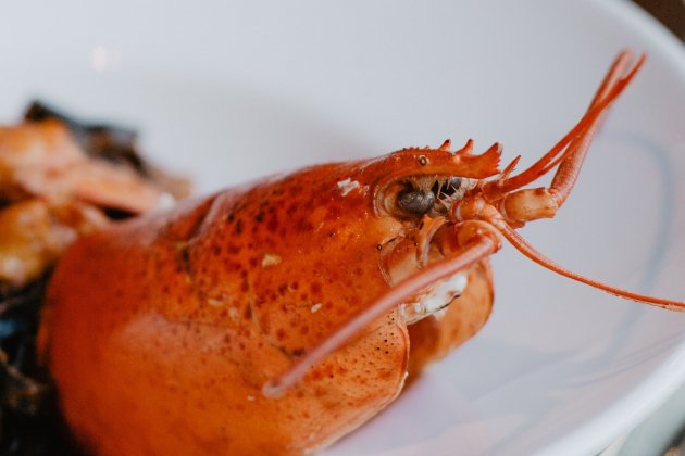 Plato de marisco con langosta|saltamontes / Foto: Pexels Plato de marisco con langosta|saltamontes / Foto: Pexels