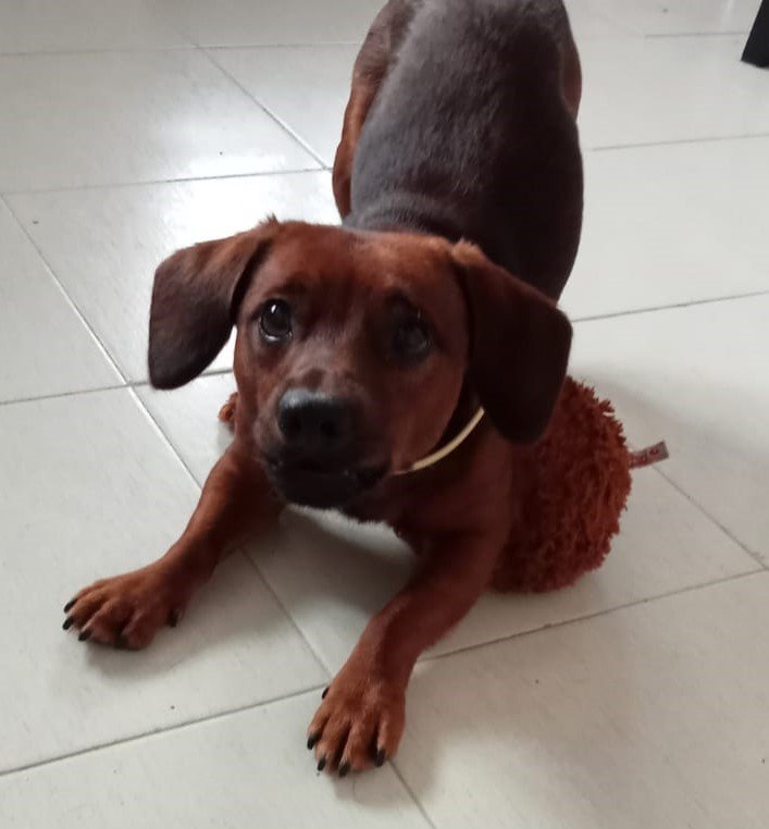 Tu perro no es así por casualidad: sus genes determinan su comportamiento