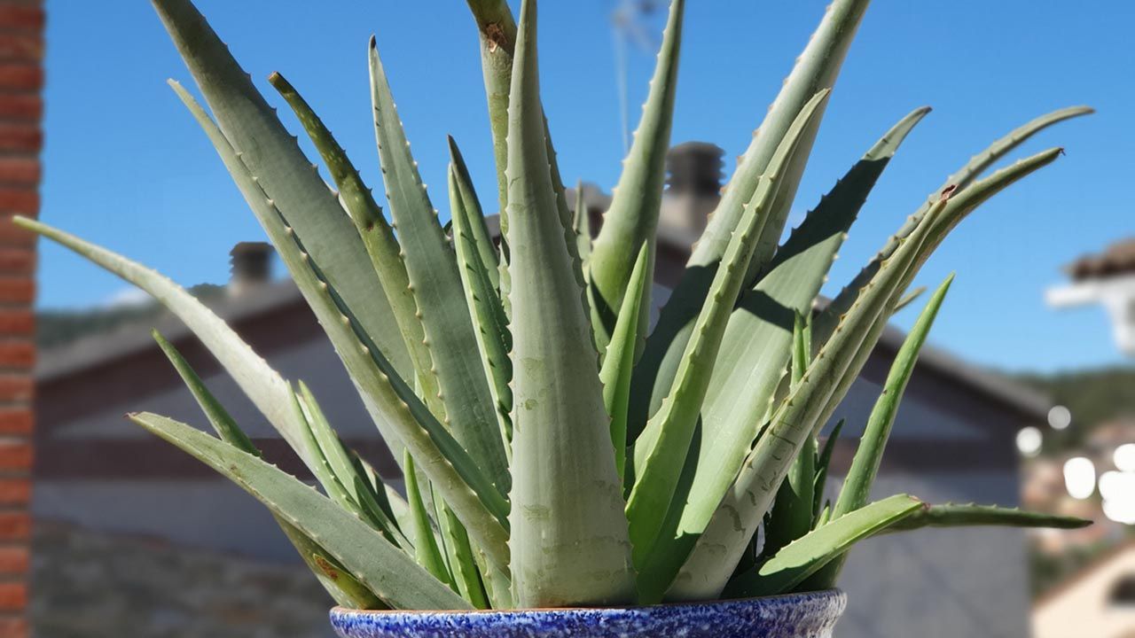 Plantas ideales para tu salud que puedes tener en casa