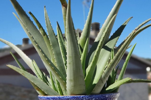 Aloe Vera Aloe Vera