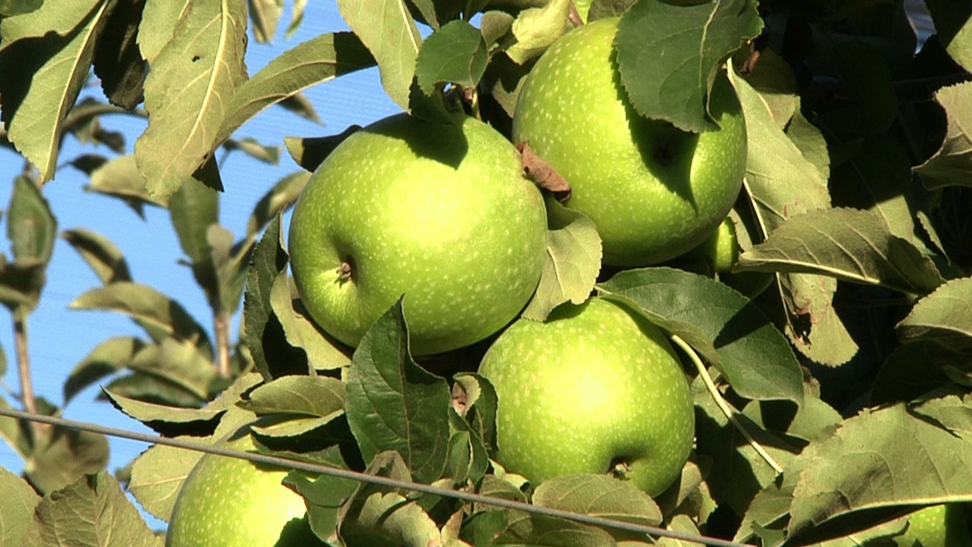 Què són els distintius DOP i IGP? Quan l'origen és qualitat