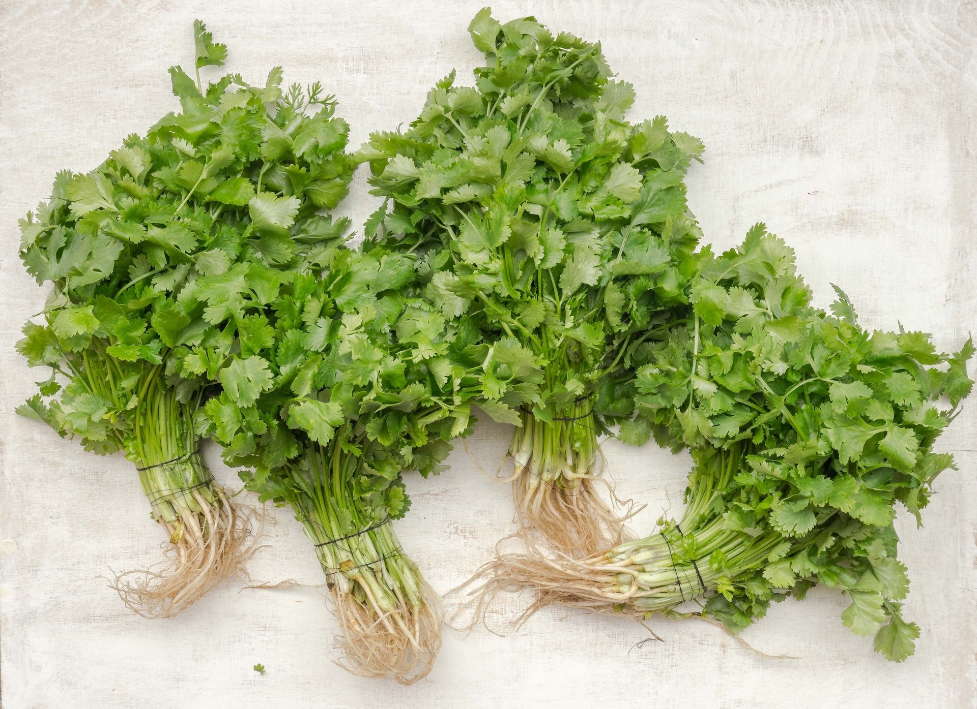 Cilantro: una planta que no deja indiferente en la cocina