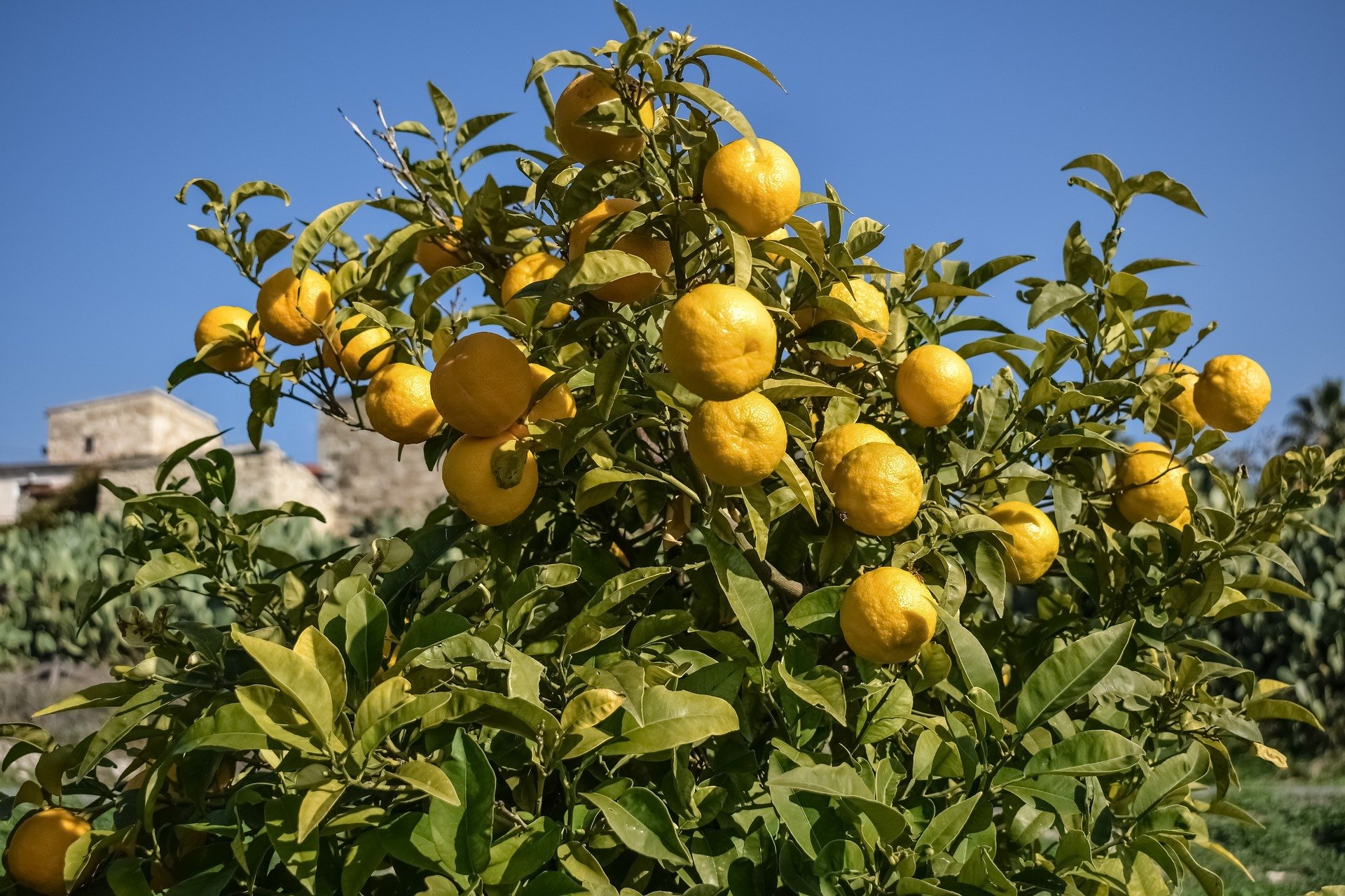 Tarragona quiere aprovechar las naranjas de los frutales urbanos