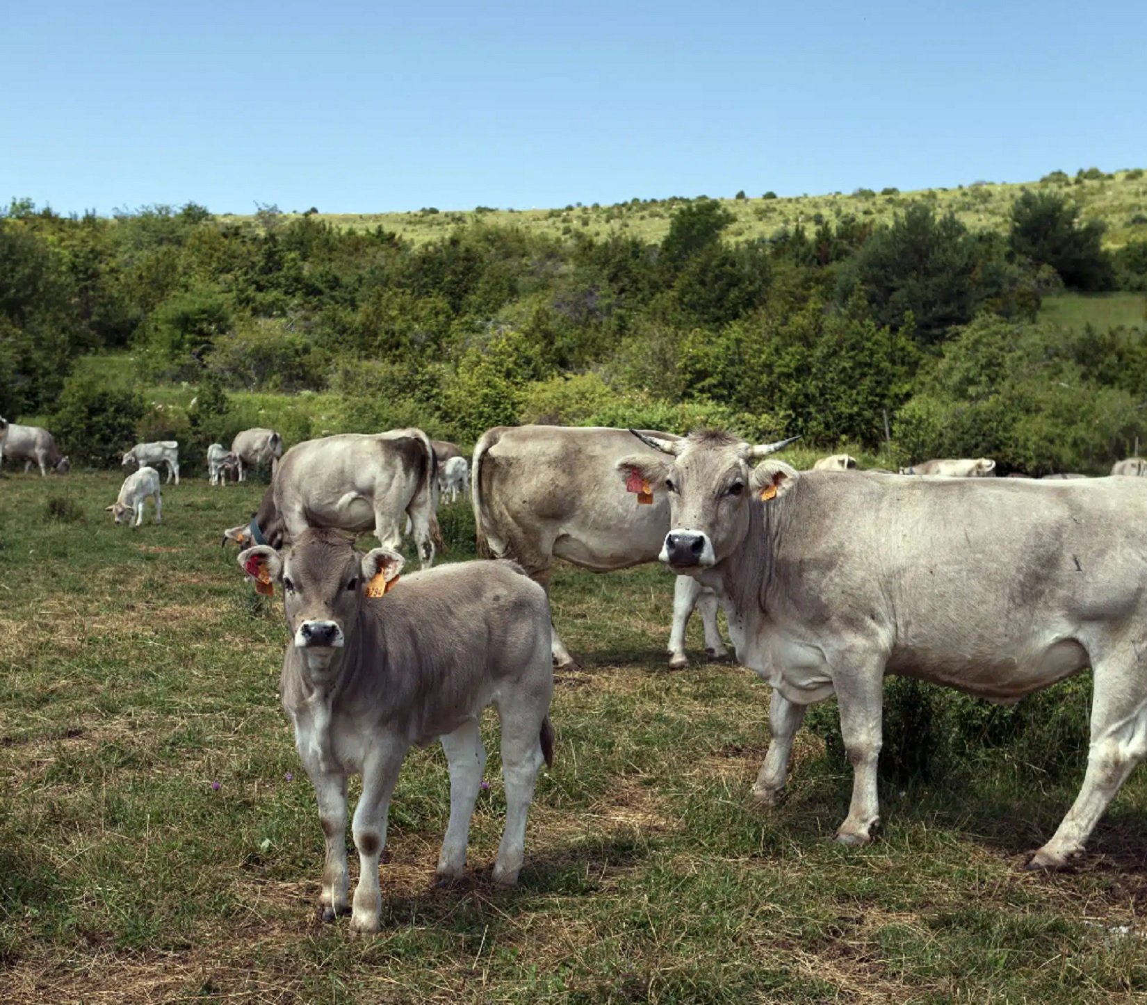 Els productes carnis 'marca de la casa' de Catalunya que no pots deixar escapar