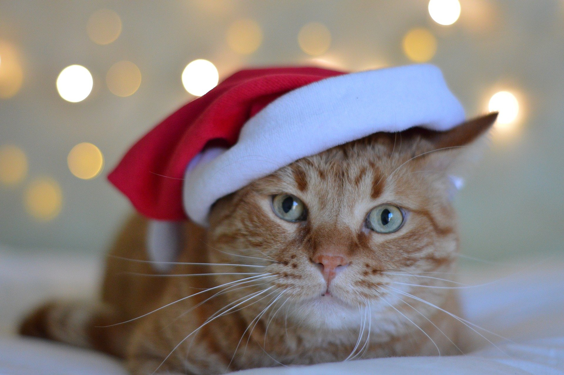 gato Navidad