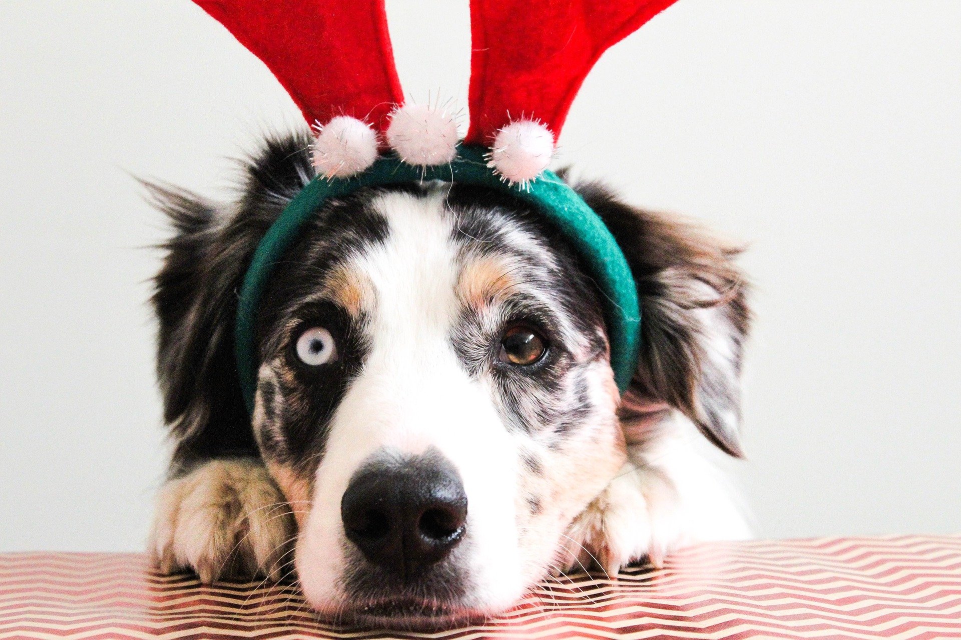 Un perro con unas orejas de reno por|para Navidad / Pixabay