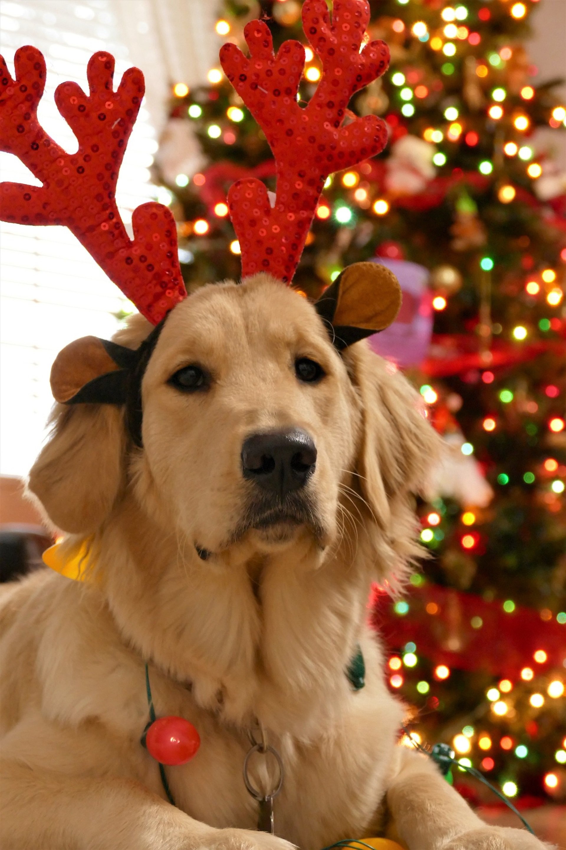 Las 5 razones por las que no regalar una mascota por Navidad