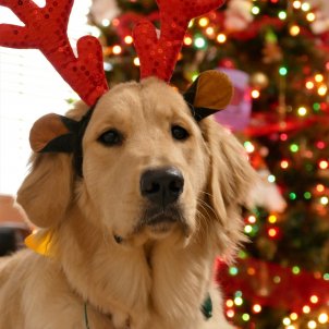Les 5 raons per les quals no regalar una mascota per Nadal