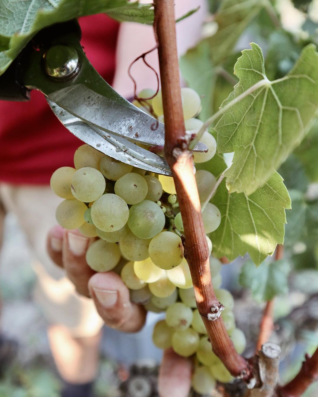 El mejor cava de todo el estado español se encuentra en el Maresme