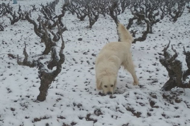 Neu Les Cabanyes Alt Penedès Irene Rodríguez 