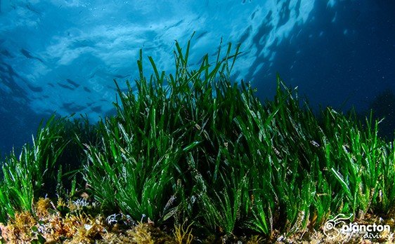 Posidonia ArnauCiriquian3