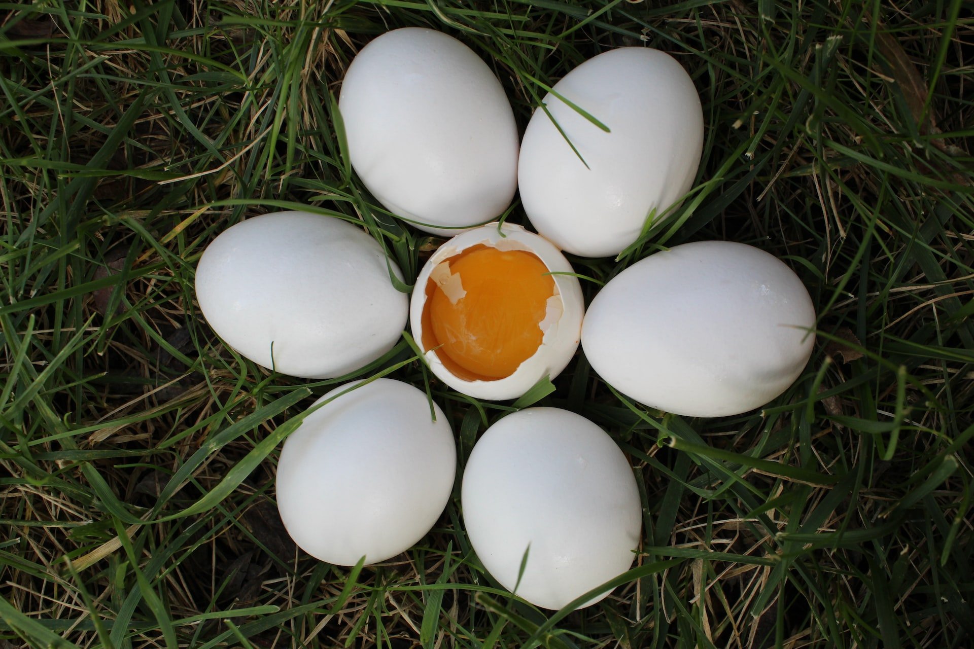 Clares d'ou: motius pels quals són importants per a l'esportista