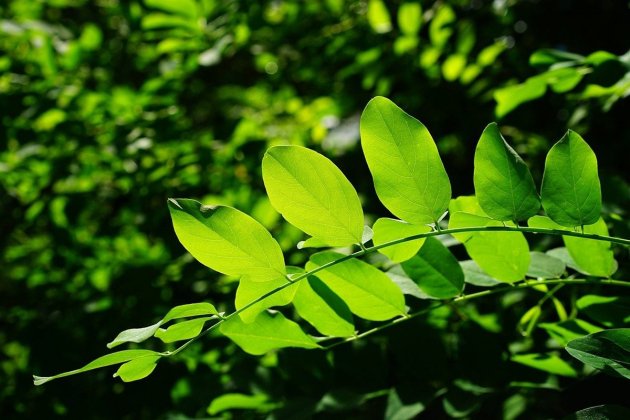 Clorofil·la Clorofil·la