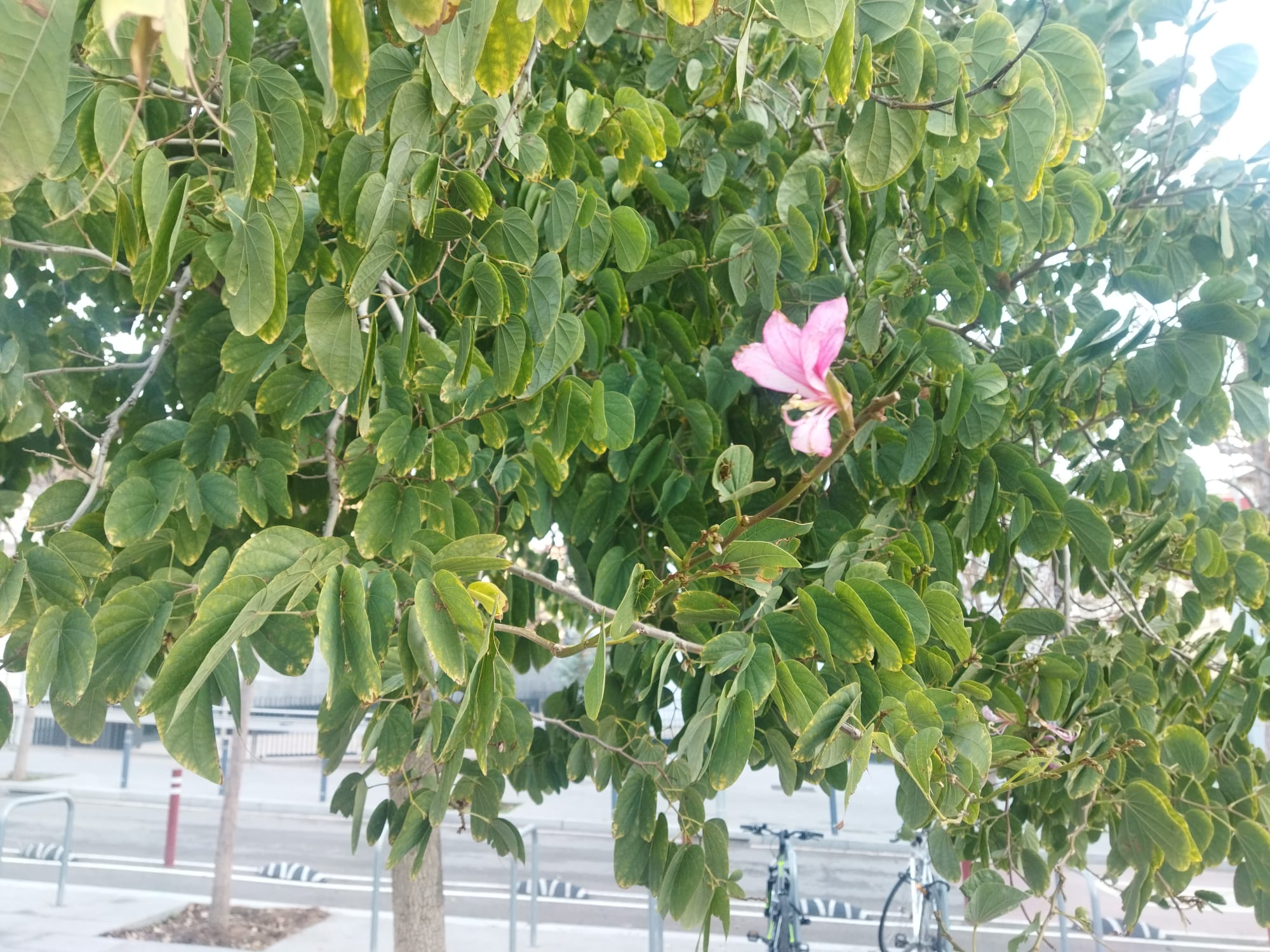 Árbol del amor (Cercis siliquastrum) florido|mohoso para|por Navidad en Barcelona