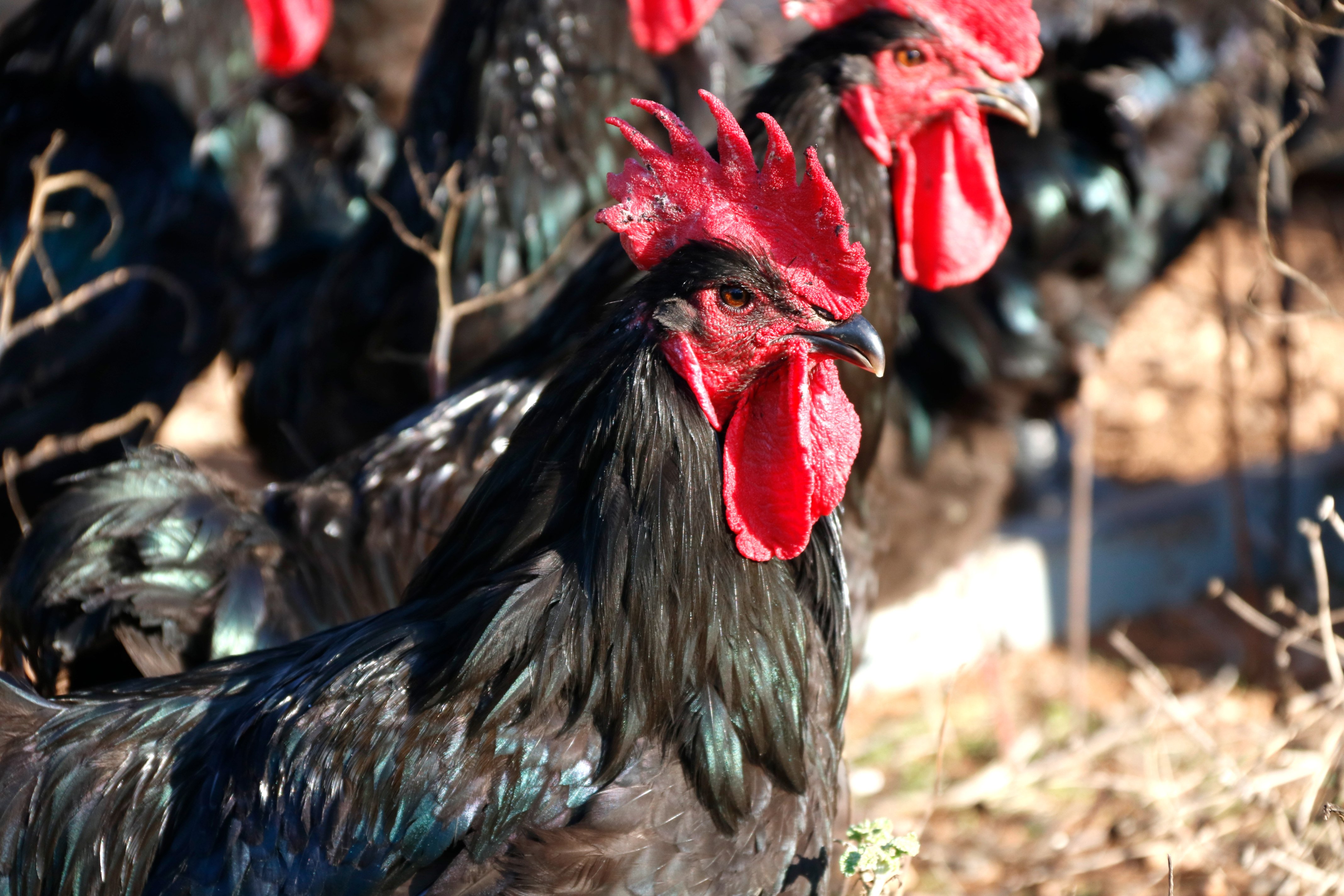 Aumentan las ventas del gallo del Penedès a pesar de la subida de precio hasta los 2,5 euros el kilo