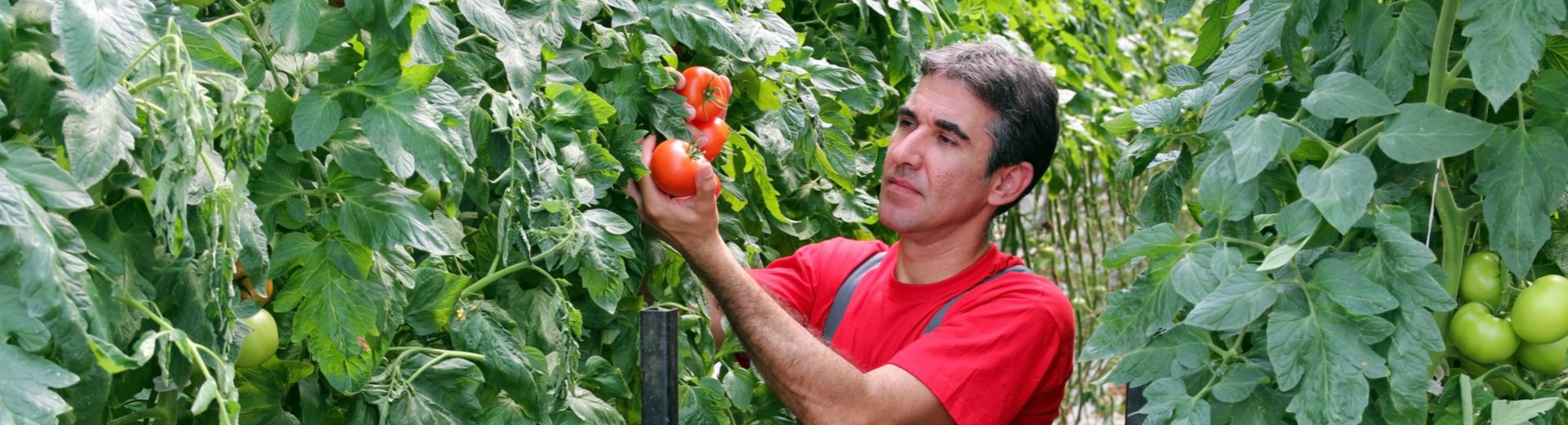 Fernando, agricultor: “No trobem treballadors que facin 7 hores i cobrin 55 euros al dia”