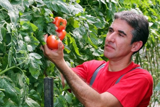 171833888 FF AGRICULTOR TOMATE SHUTTERSTOCK 1920x520 171833888 FF AGRICULTOR TOMATE SHUTTERSTOCK 1920x520
