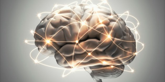 cervell humà xarxes cervell humà xarxes