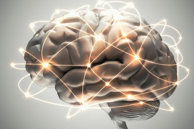 cerebro humano redes cerebro humano redes
