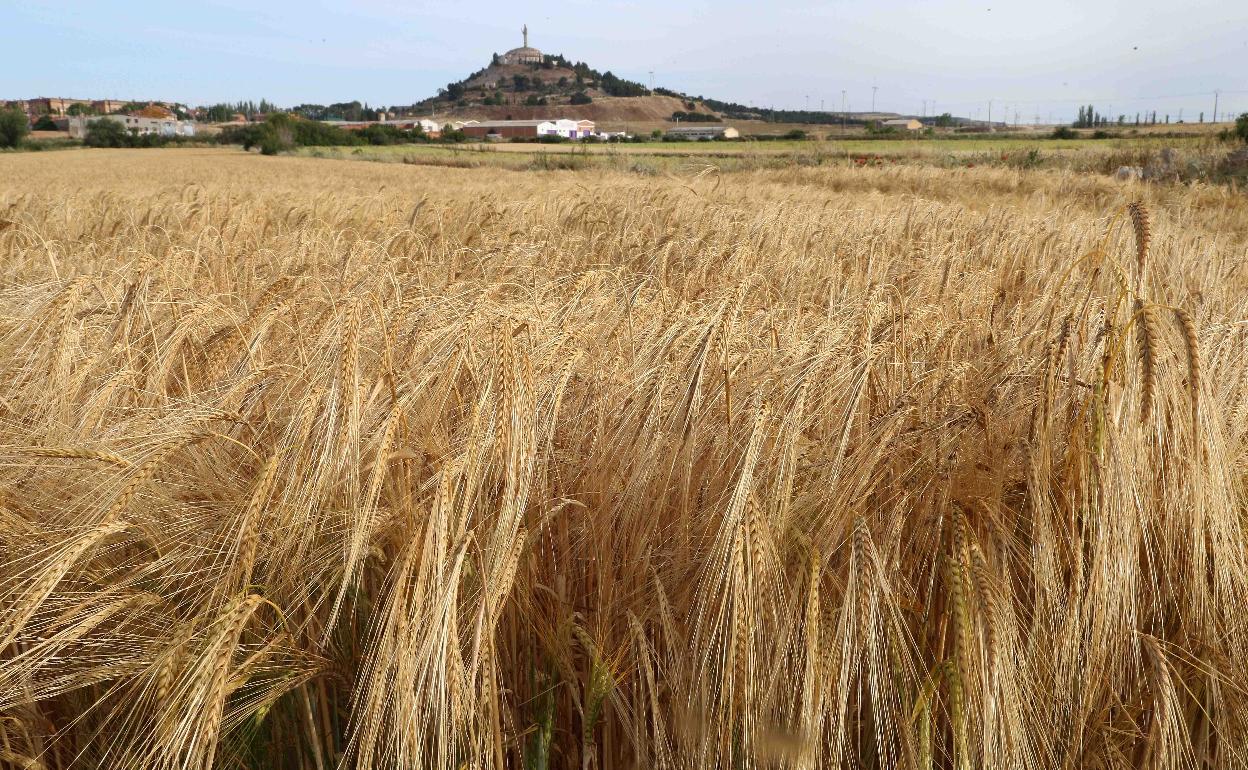 España producirá un 28% más de cereales en 2023