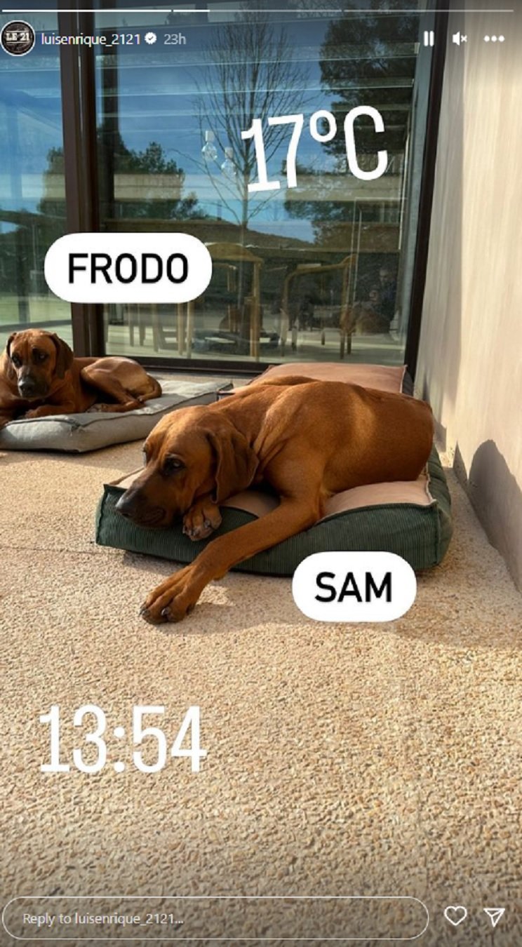 Perros Luis Enrique IG stories Perros Luis Enrique IG stories