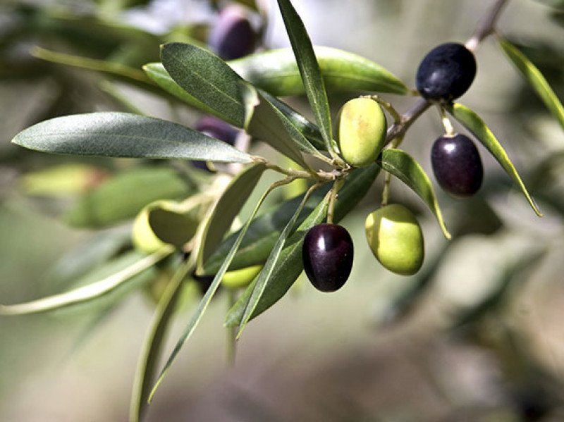 Menos aceite y más aceituna de mesa