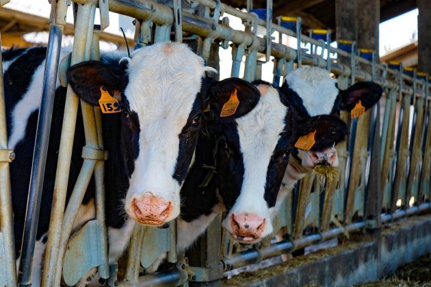 vacas frisonas vacas frisonas