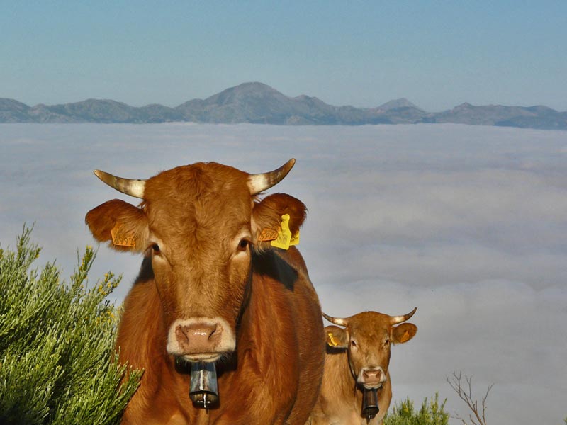 Todo lo que pase de 850 cabezas de bovino es macrogranja