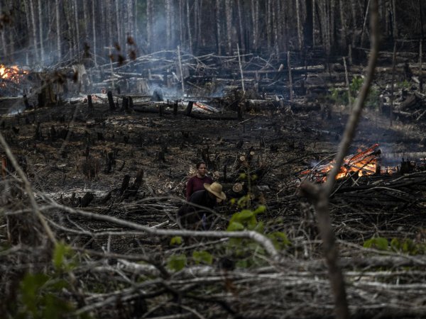 Bosc cremat a Careiro Castanho, a l'Amazones | Fotografia: EFE