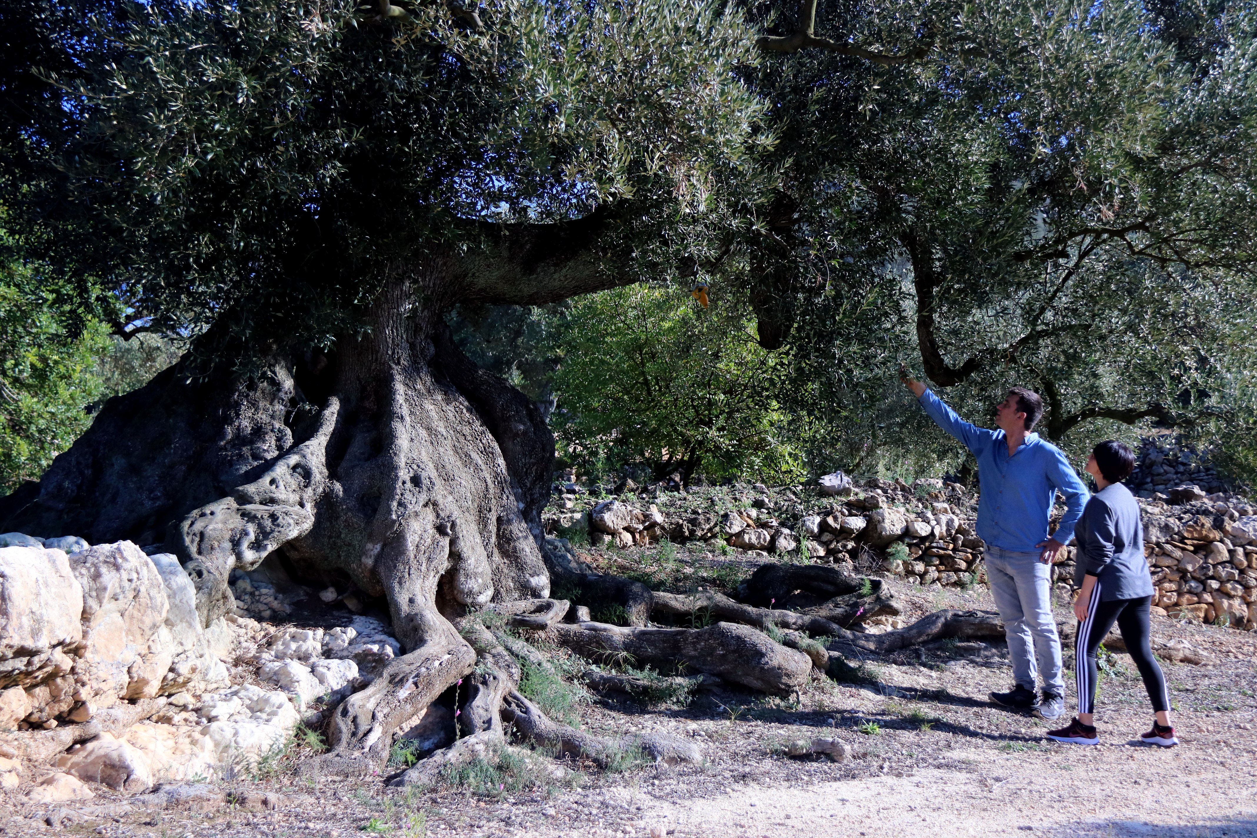 Lluís Porta y Maria José Beltran observan uno de los olivos monumentales en Ulldecona / Foto: Jordi Marsal