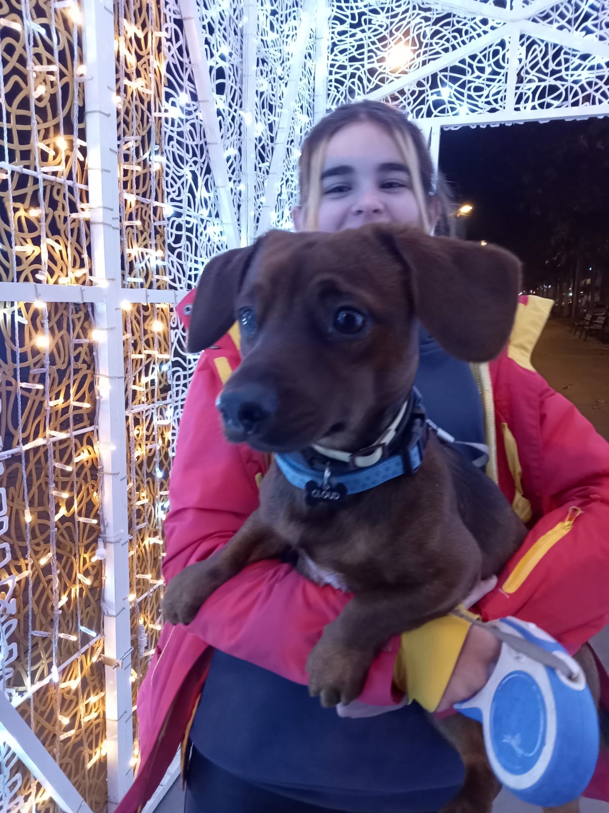 Tu perro también debería tener derecho a ir de vacaciones