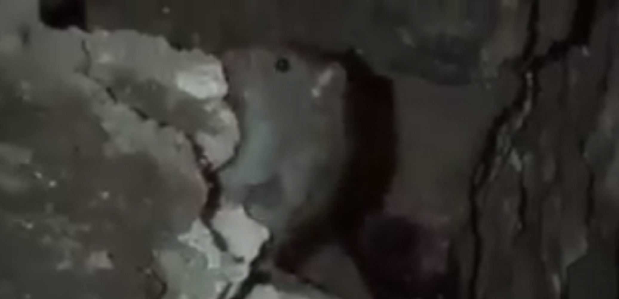 Videodenuncia: Ratas en las obras de Pere IV