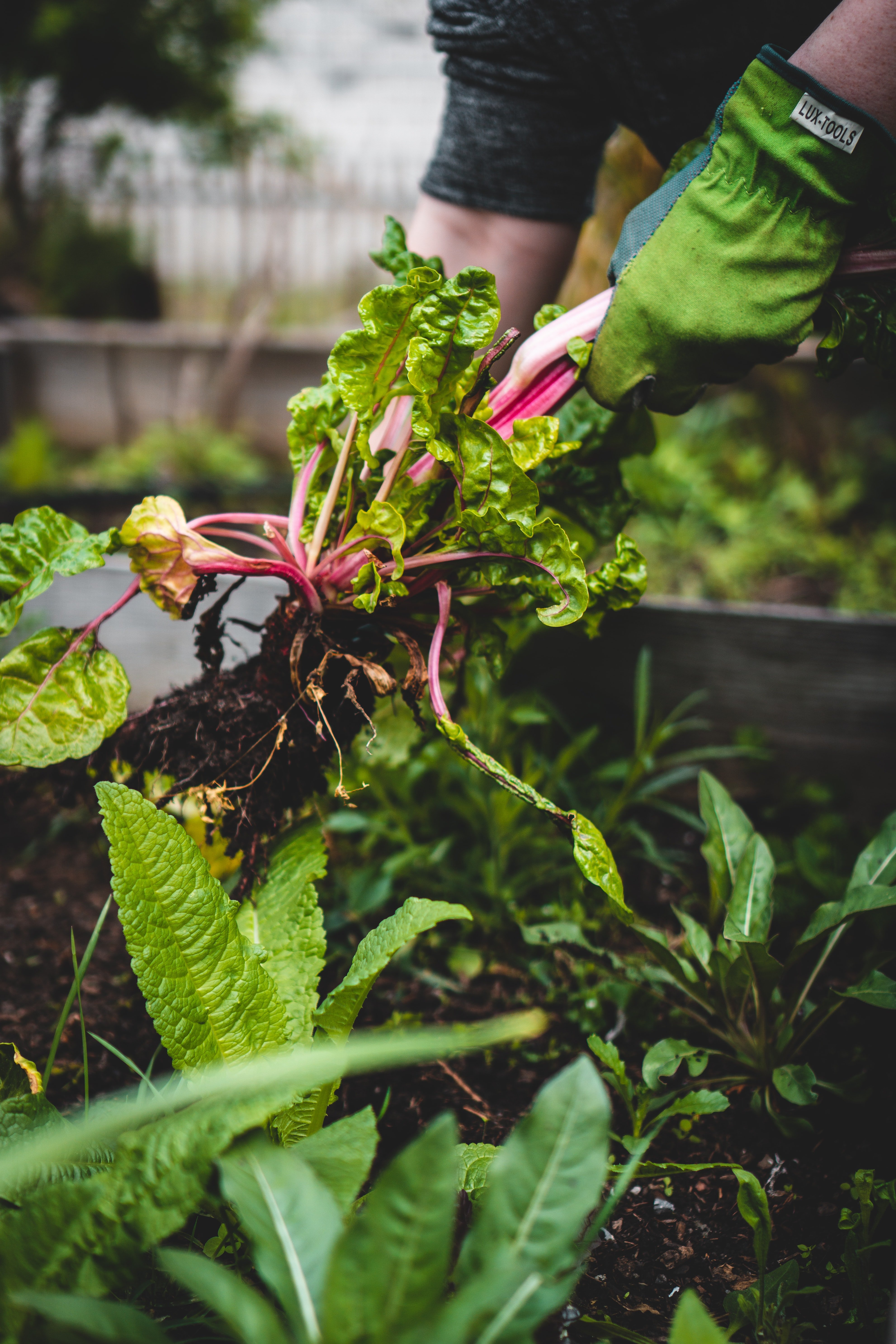 Qué plantar en enero: todos los alimentos que puedes cultivar este mes