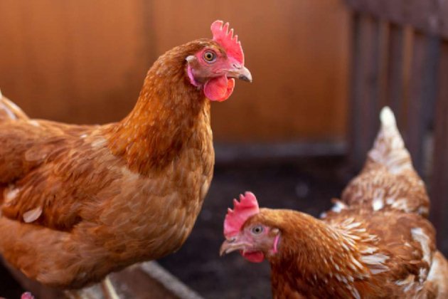 5 consejos para iniciar un criadero de gallinas 1170x658 5 consejos para iniciar un criadero de gallinas 1170x658