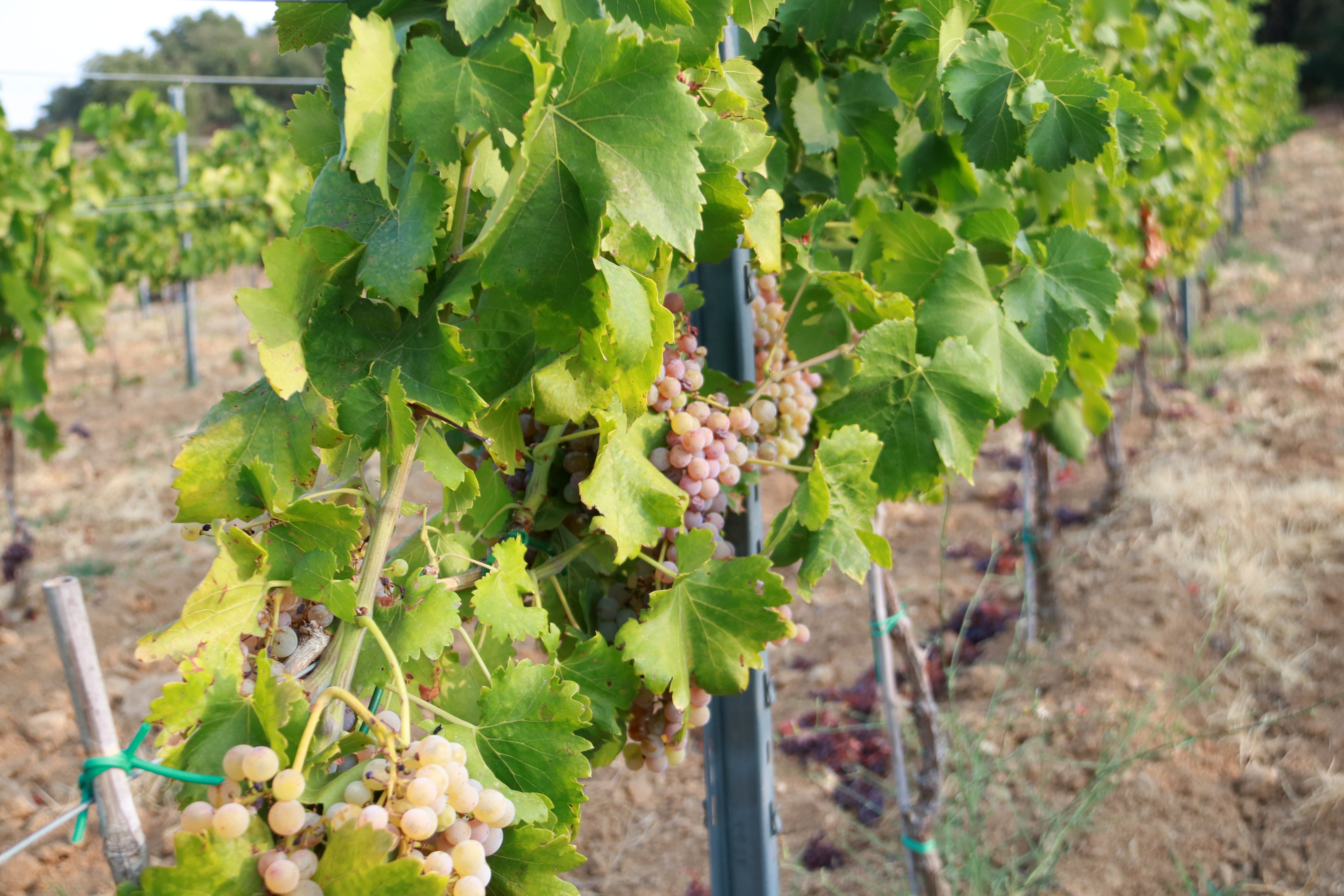 La collita de la DO Empordà disminueix un 4% respecte del 2021