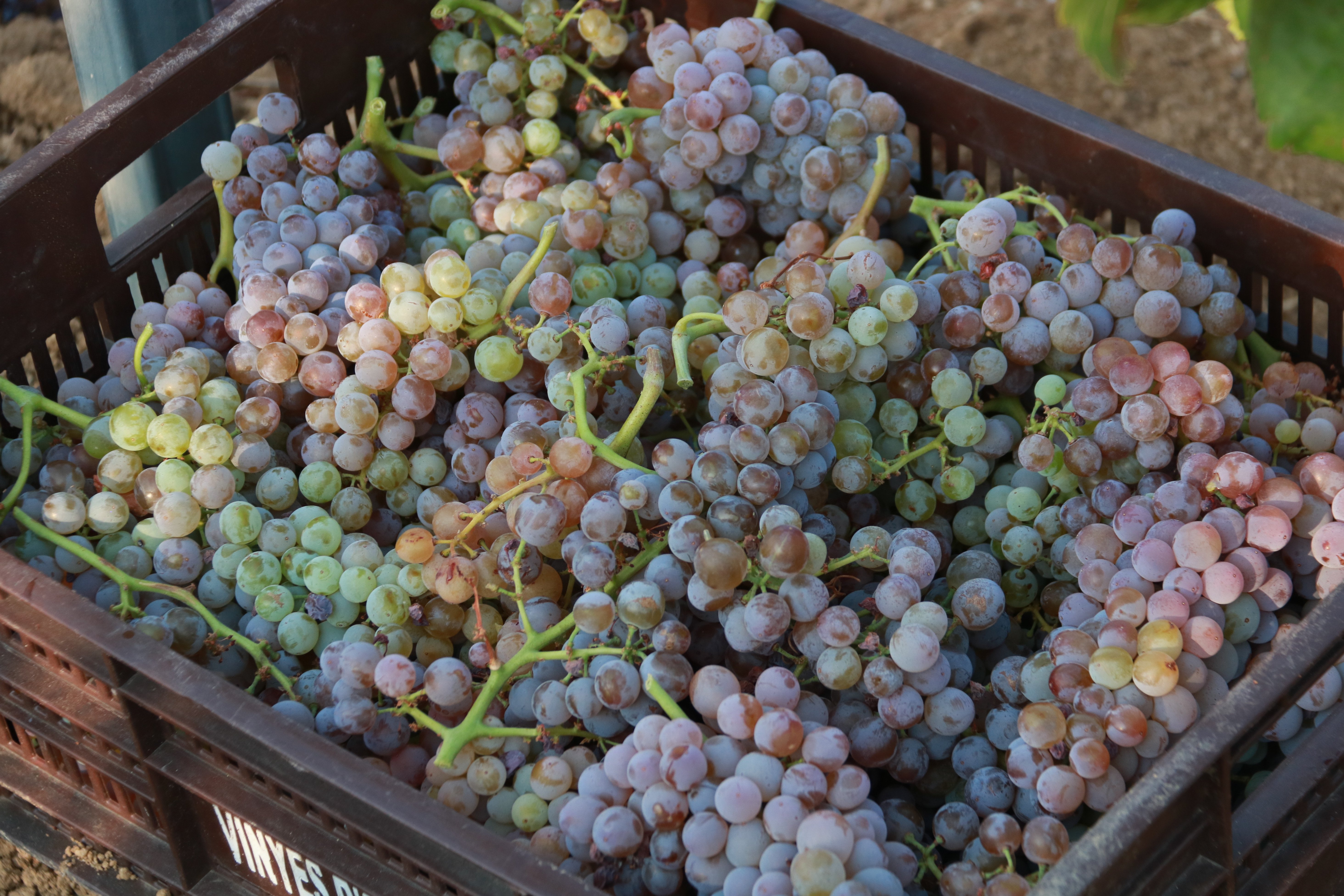 Raïm recollit en una vinya de Capmany / Foto: Gemma Tubert