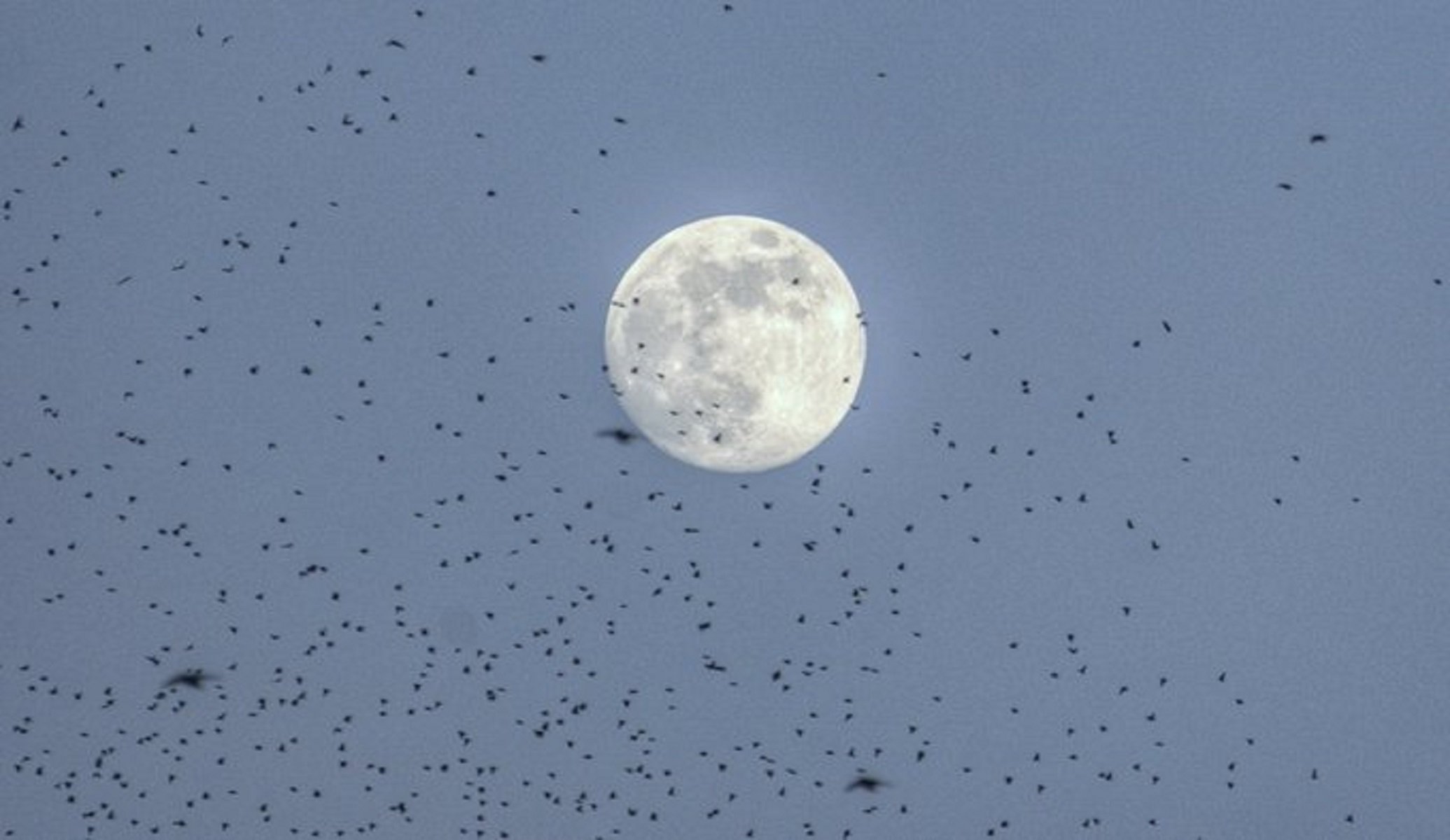 Estorninos con la luna casi llena en la carretera de Amposta Foto @JositaPiorno